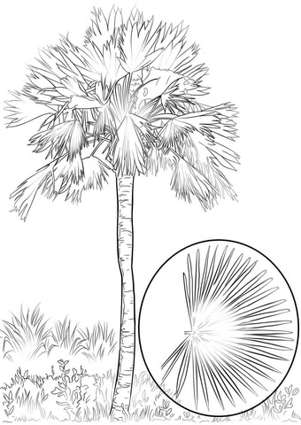 Sabal Palm Coloring Page